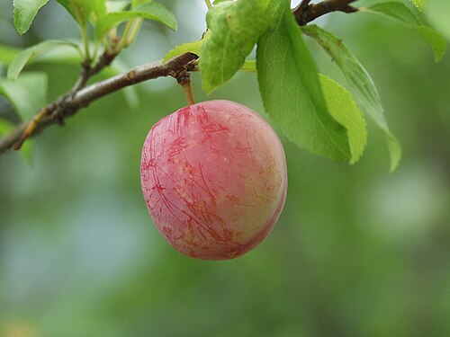 Fresh Japanese plum