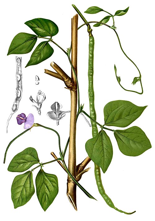 Fresh Yardlong bean
