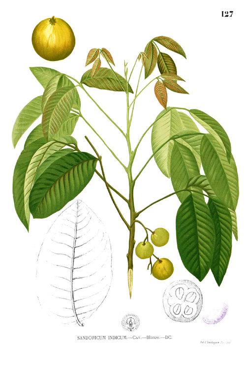 Fresh Santol