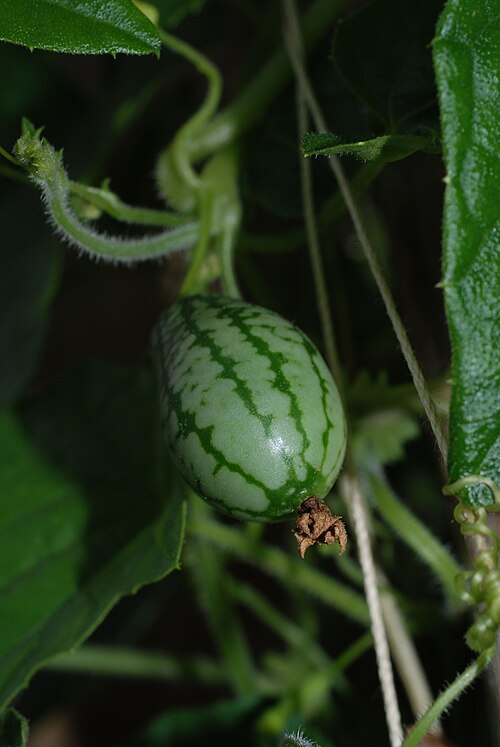Fresh Cucamelon (Mexican sour gherkin)