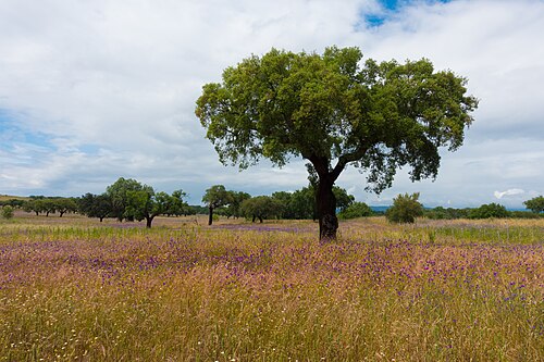 Fresh Cork oak