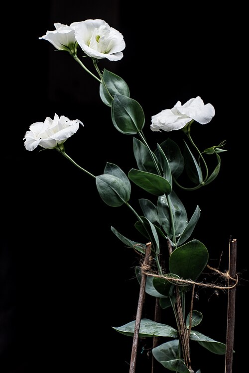 Fresh Lisianthus