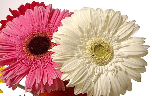 Fresh Gerbera daisy
