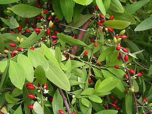 Fresh Coca