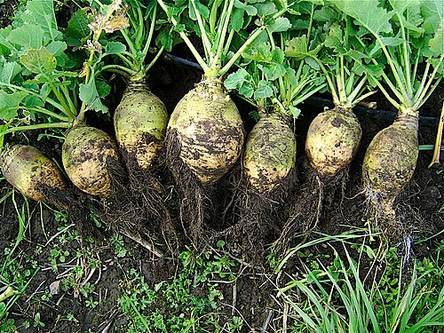 Fresh Rutabaga (Swede)