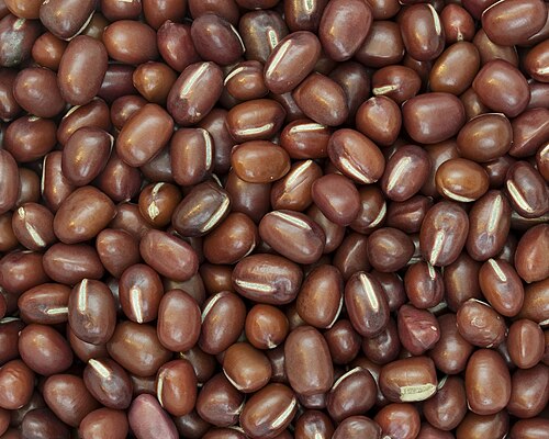 Fresh Adzuki bean
