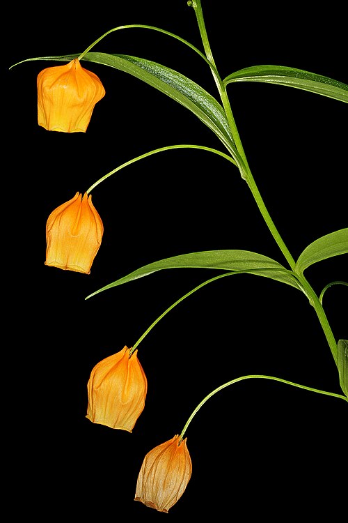 Fresh Chinese lantern lily