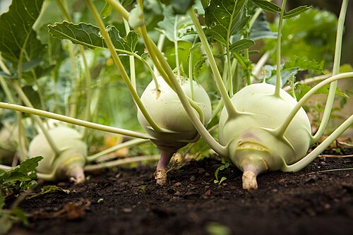 Fresh Kohlrabi