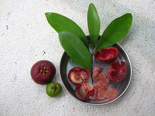 Fresh Kokum