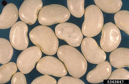 Fresh Lima bean
