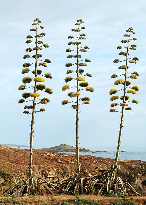 Fresh Century plant
