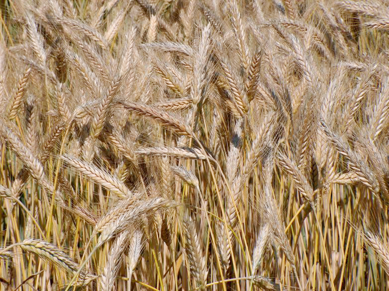 Fresh Triticale