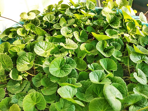 Fresh Gotu Kola