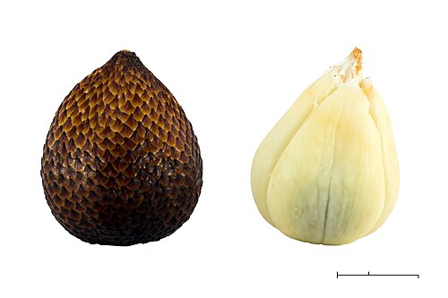 Fresh Salak