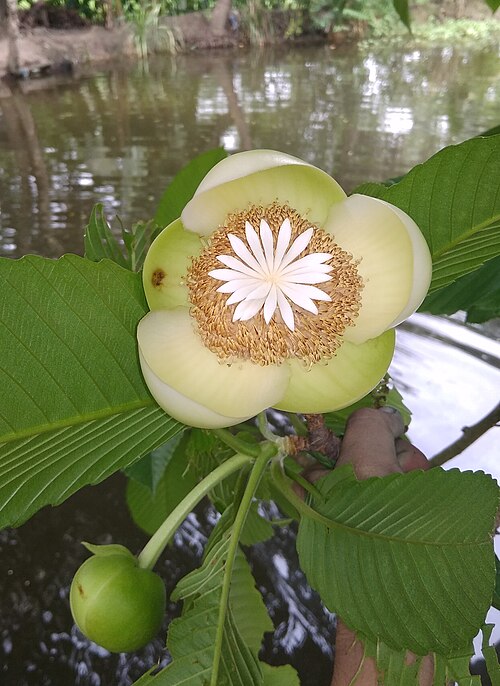 Fresh Elephant apple