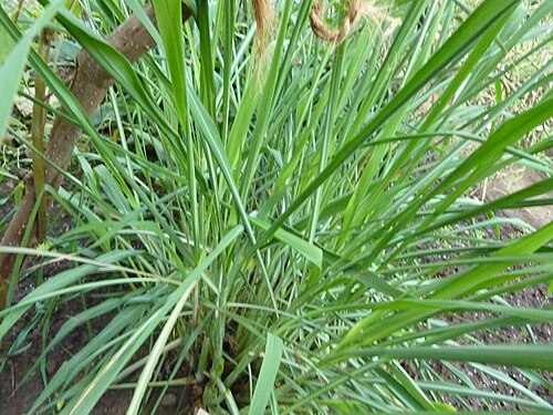 Fresh Citronella Grass