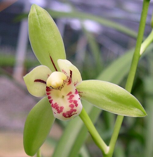 Fresh Cymbidium orchid