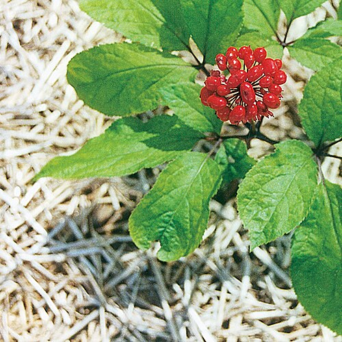 Fresh Asian Ginseng