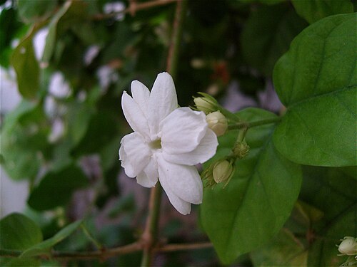 Fresh Arabian Jasmine