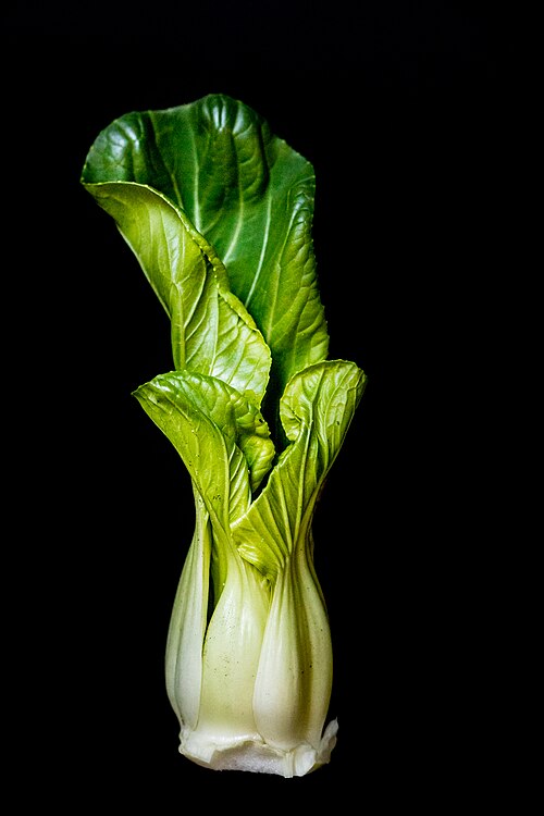 Fresh Pak choi