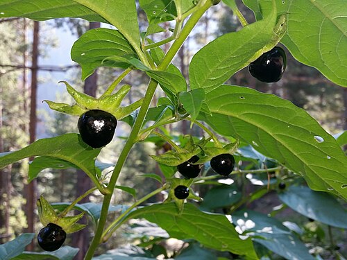 Fresh Belladonna