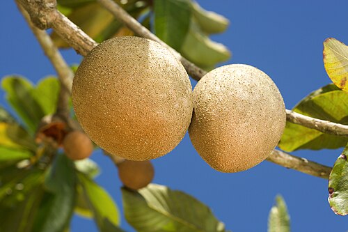 Fresh Mamey sapote