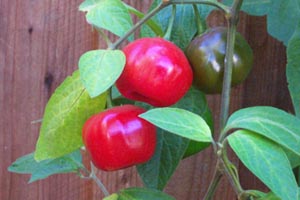 Fresh Rocoto chili