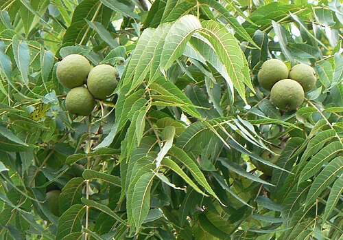 Fresh Black walnut