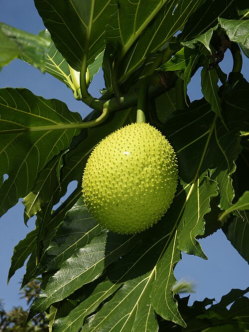 Fresh Breadfruit
