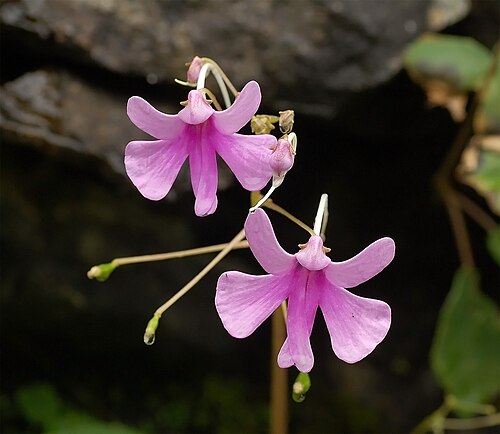 Fresh Impatiens