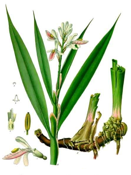 Fresh Lesser galangal