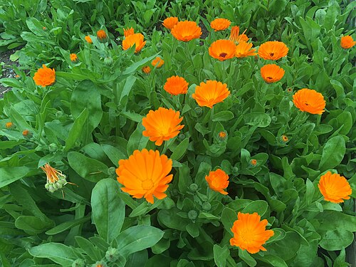 Fresh Pot marigold