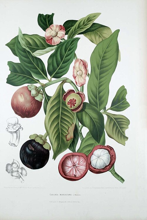 Fresh Mangosteen