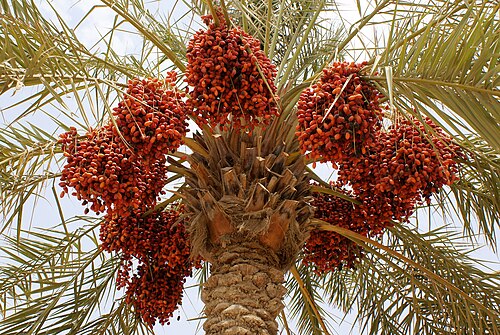 Fresh Date palm
