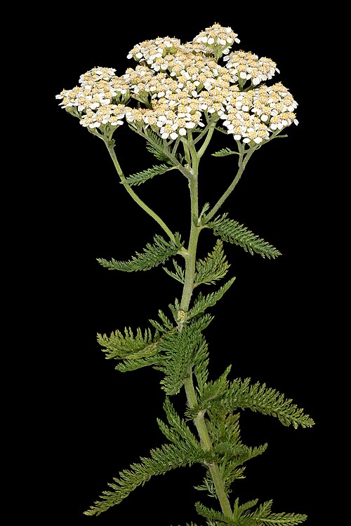 Fresh Yarrow
