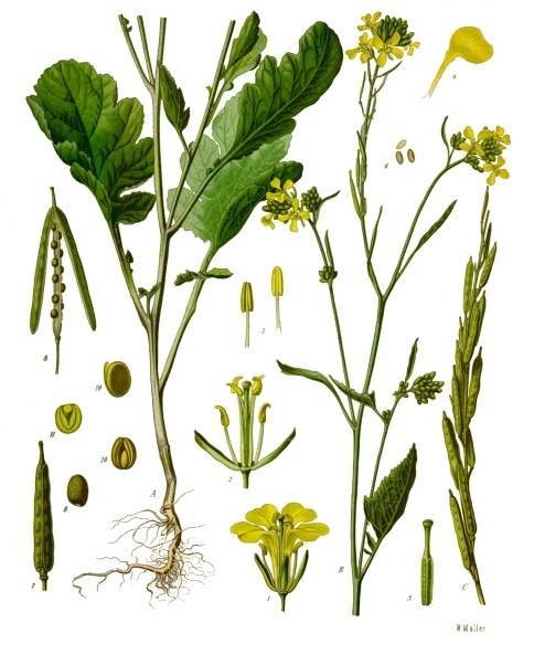 Fresh Black mustard