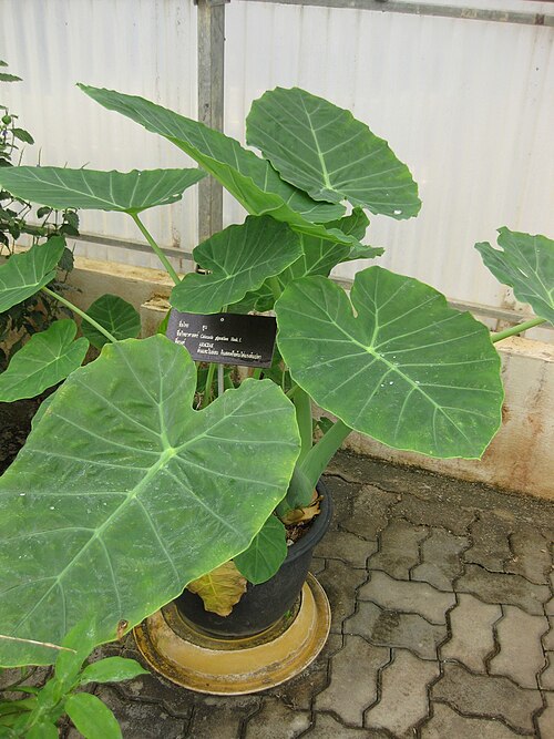 Fresh Giant taro (Ma)