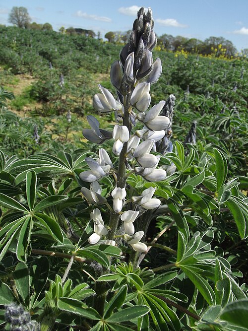 Fresh White lupin