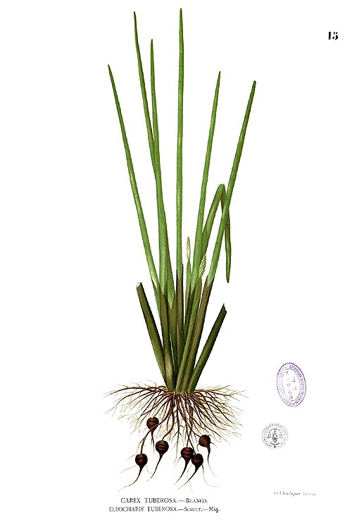 Fresh Water chestnut
