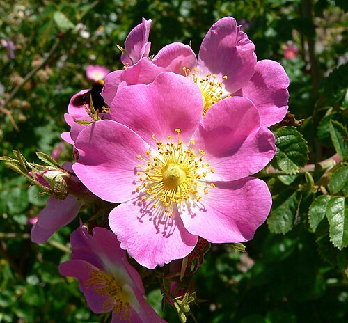 Fresh Rose