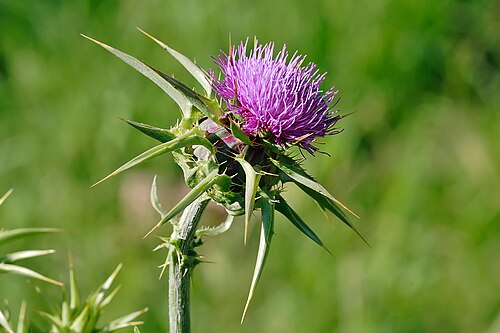 Fresh Milk Thistle