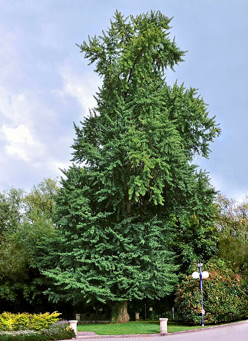 Fresh Ginkgo