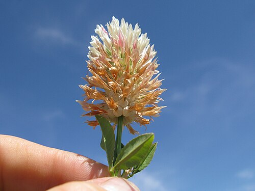 Fresh Arrowleaf clover