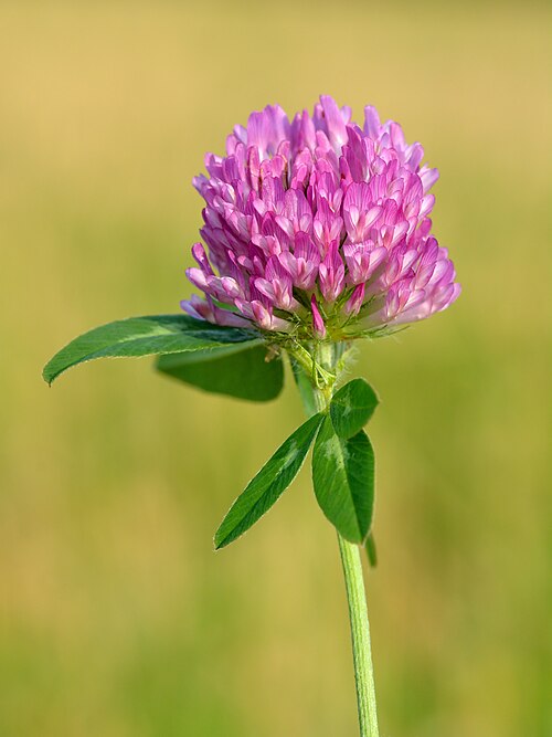 Fresh Red clover