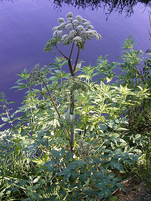 Fresh Angelica
