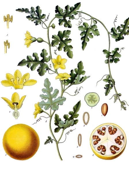 Fresh Colocynth (Bitter apple)