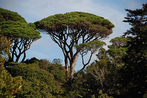 Fresh Stone Pine