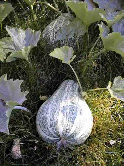 Fresh Cushaw pumpkin