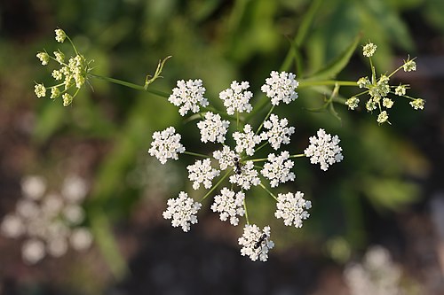 Fresh Skirret
