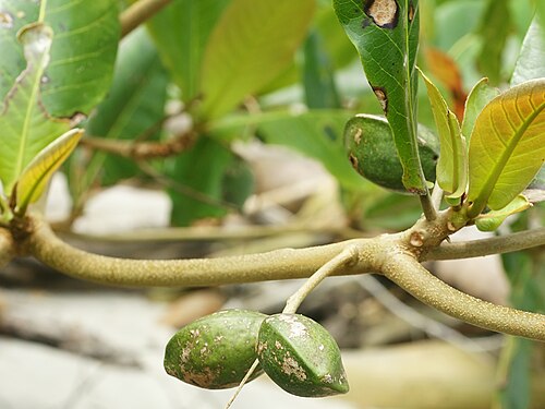 Fresh Tropical Almond